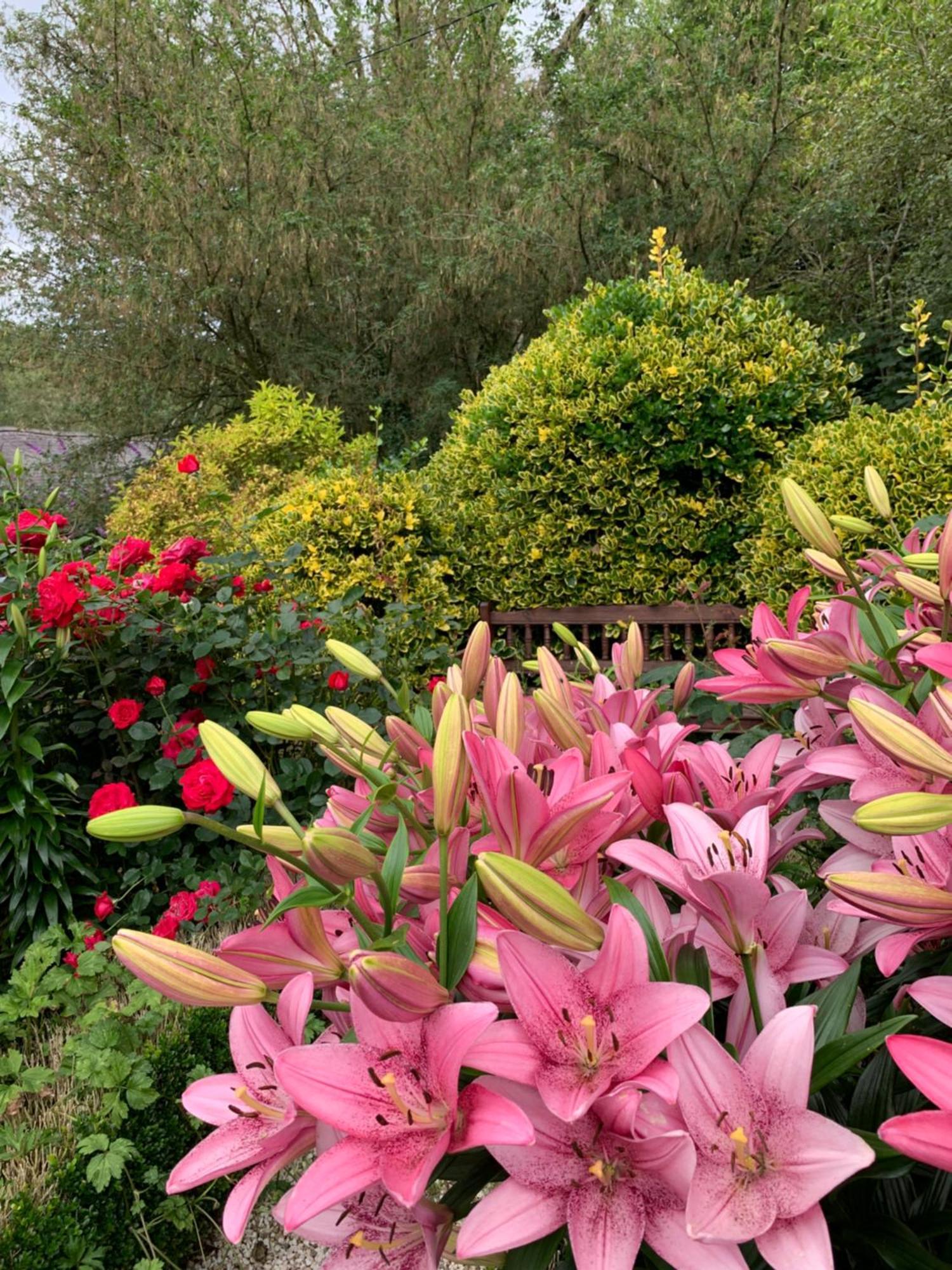 Clone Country House 奥赫里姆 外观 照片 Lilium × hybridum